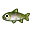 Saumon masou