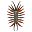 House Centipede