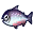 Saumon roi