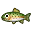 Rainbow Trout