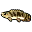Bichir