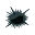Oursin