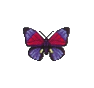 Agrias (Agrias Butterfly)