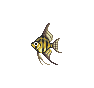 Poisson ange (Angelfish)