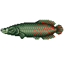 Arapaïma (Arapaima)