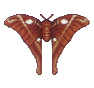 Saturnide (Atlas Moth)