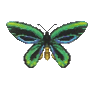 Ornithoptère (Birdwing Butterfly)