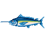 Marlin bleu (Blue Marlin)