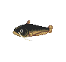 Silure (Catfish)