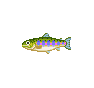 Saumon rose (Cherry Salmon)
