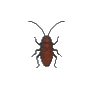 Cafard (Cockroach)