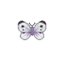 Papillon commun (Common Butterfly)