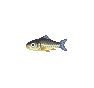 Vandoise (Dace)