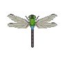 Caloptéryx (Damselfly)