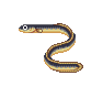 Anguille (Eel)