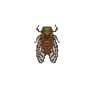 Criquet du soir (Evening Cicada)