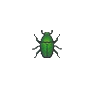 Nitidule (Fruit Beetle)