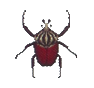 Scarabée Goliath (Goliath Beetle)