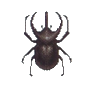 Scarabée Atlas (Horned Atlas)