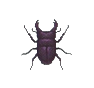 Copris (Horned Dynastid)