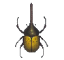 Scarabée Hercule (Horned Hercules)