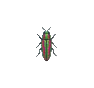 Bupreste (Jewel Beetle)