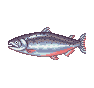 Saumon roi (King Salmon)