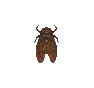 Lanternaria (Lantern Fly)