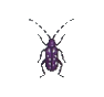 Longicorne (Longhorn Beetle)