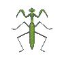 Mante religieuse (Mantis)