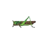 Criquet migrant (Migratory Locust)