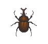 Hanneton (Miyama Stag)