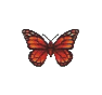 Monarque (Monarch Butterfly)