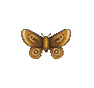 Cécropia (Moth)