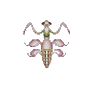 Mante orchidée (Orchid Mantis)