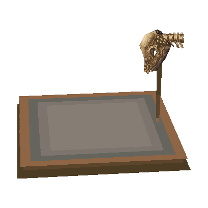 crâne de pachycéphal (Pachy Skull)
