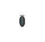 Cloporte (Pill Bug)