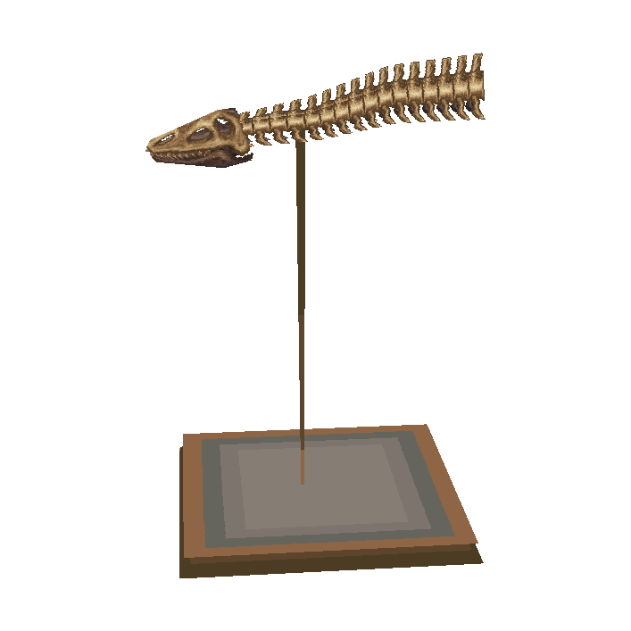 crâne de plésiosaure (Plesio Skull)