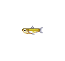 Eperlan (Pond Smelt)