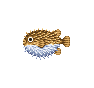 Poisson-lune (Puffer Fish)