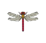 Demoiselle (Red Dragonfly)