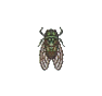 Cigale (Robust Cicada)