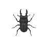 Hanneton foulon (Saw Stag)