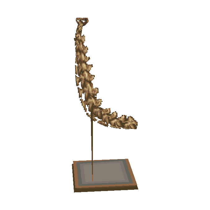 crâne de diplodocus (Seismo Skull)