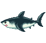 Requin (Shark)