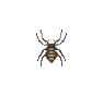 Araignée (Spider)