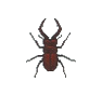 Lucane (Stag Beetle)