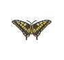 Machaon (Swallowtail Butterfly)