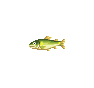 Ayu (Sweetfish)