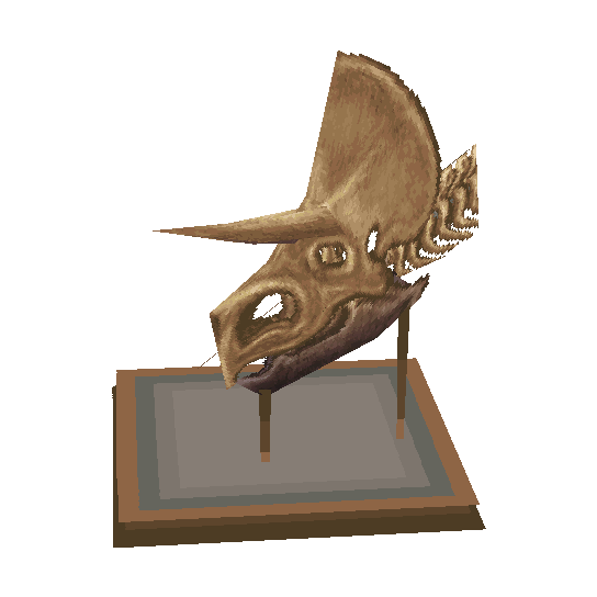 crâne de tricératops (Tricera Skull)
